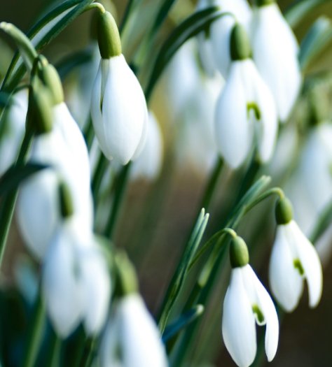 Photograph os snowdrops.